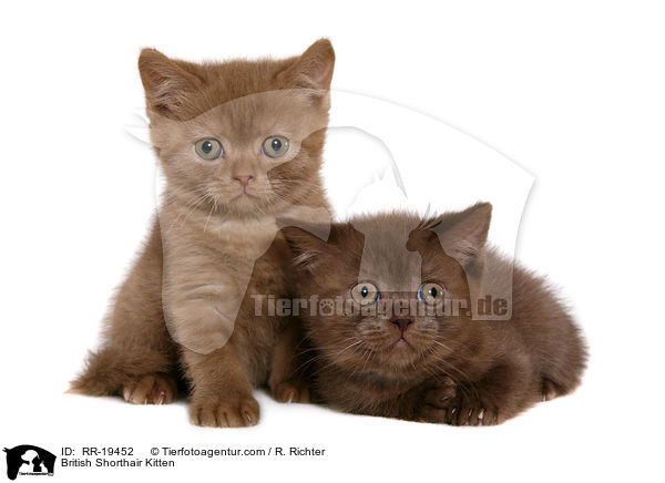 British Shorthair Kitten / RR-19452