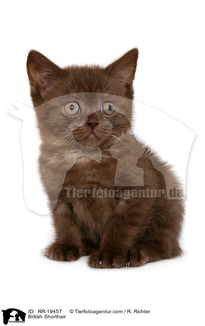 British Shorthair / RR-19457