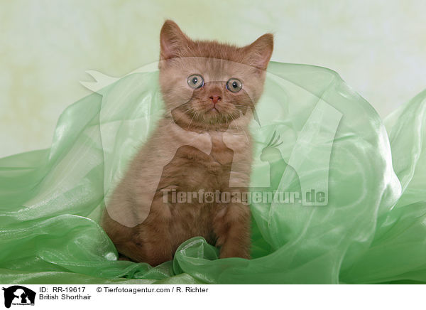 British Shorthair / RR-19617
