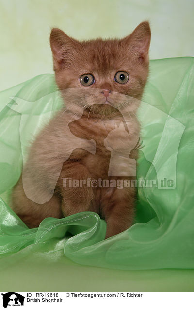 British Shorthair / RR-19618