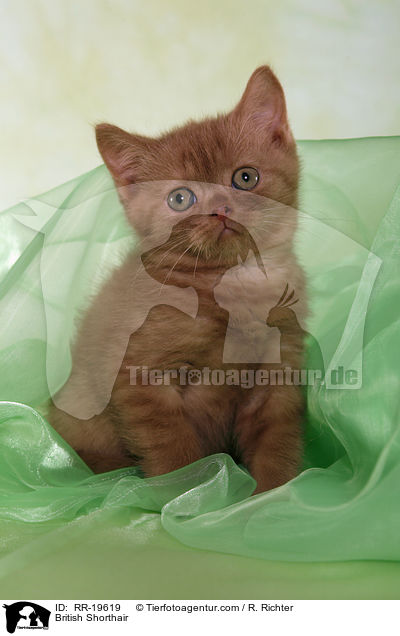 British Shorthair / RR-19619