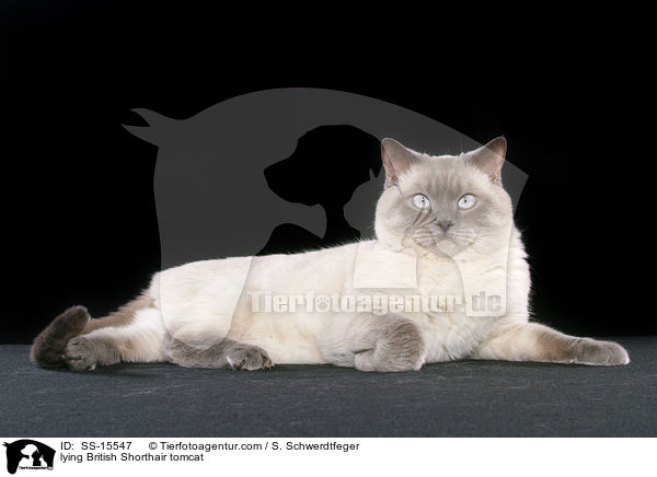 liegender Britisch Kurzhaar Kater / lying British Shorthair tomcat / SS-15547