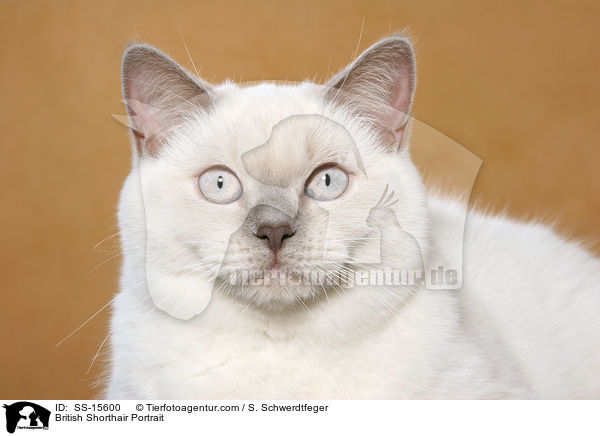 Britisch Kurzhaar Portrait / British Shorthair Portrait / SS-15600