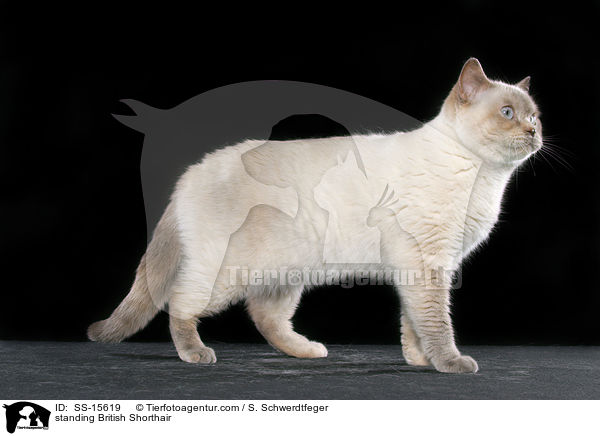 stehende Britisch Kurzhaar / standing British Shorthair / SS-15619