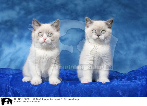 2 Britisch Kurzhaar Ktzchen / 2 british shorthair kitten / SS-15639