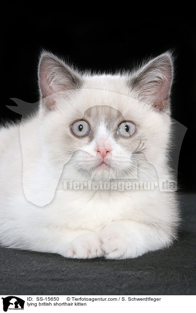 liegendes Britisch Kurzhaar Ktzchen / lying british shorthair kitten / SS-15650