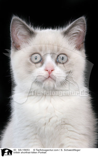 british shorthair kitten Portrait / SS-15653