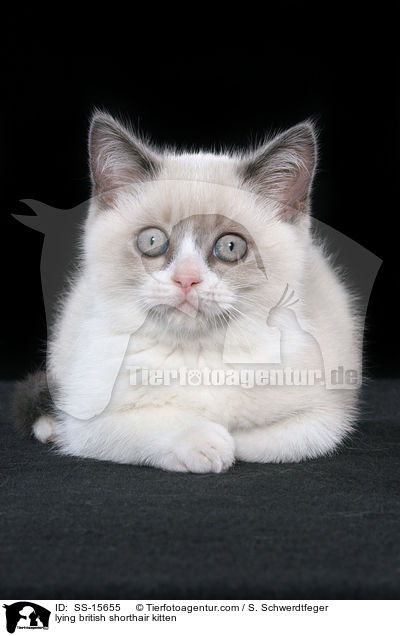 lying british shorthair kitten / SS-15655