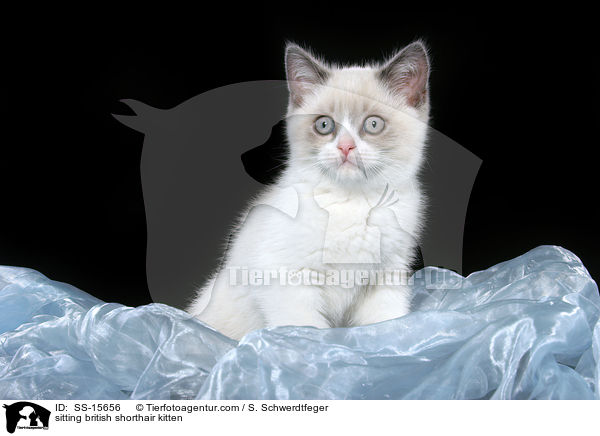 sitting british shorthair kitten / SS-15656