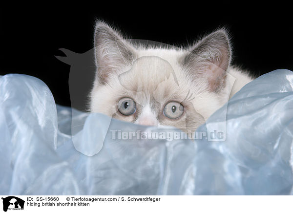 hiding british shorthair kitten / SS-15660