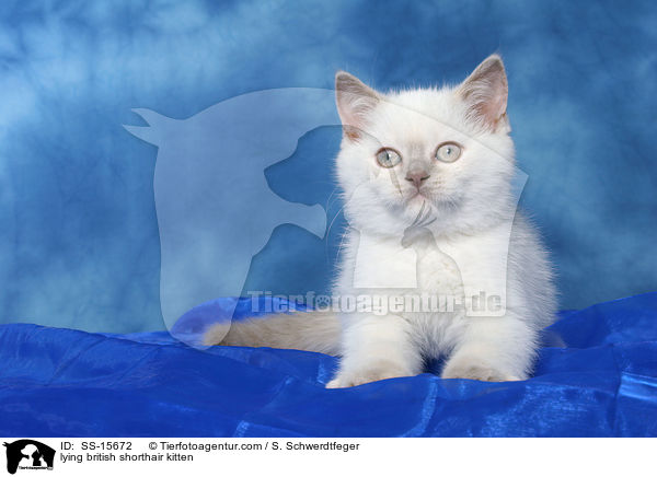 lying british shorthair kitten / SS-15672