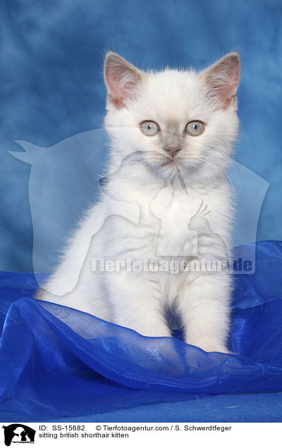 sitting british shorthair kitten / SS-15682