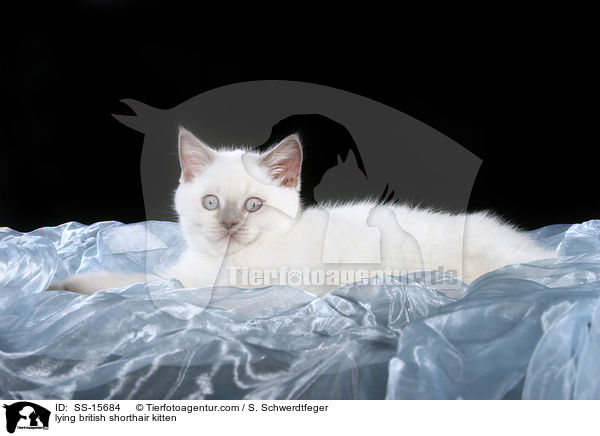 lying british shorthair kitten / SS-15684