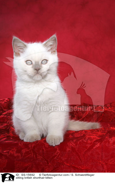 sitting british shorthair kitten / SS-15692