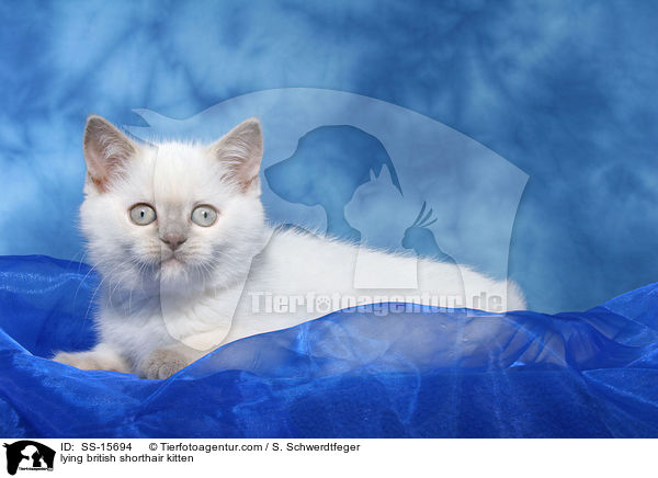 liegendes Britisch Kurzhaar Ktzchen / lying british shorthair kitten / SS-15694