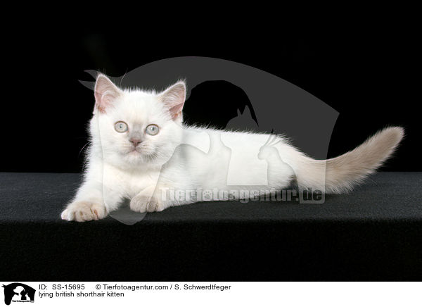 liegendes Britisch Kurzhaar Ktzchen / lying british shorthair kitten / SS-15695