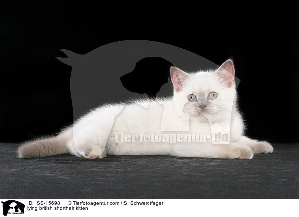 lying british shorthair kitten / SS-15698