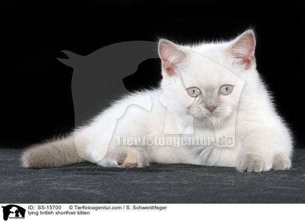 liegendes Britisch Kurzhaar Ktzchen / lying british shorthair kitten / SS-15700