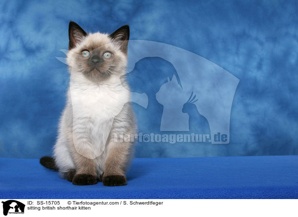 sitting british shorthair kitten / SS-15705