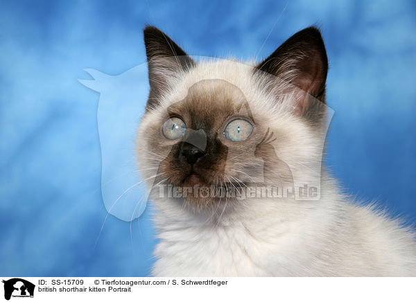 british shorthair kitten Portrait / SS-15709