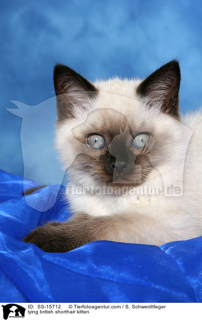 lying british shorthair kitten / SS-15712