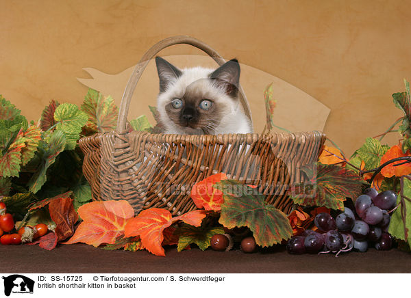 british shorthair kitten in basket / SS-15725