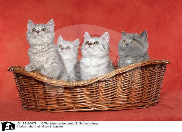 4 british shorthair kitten in basket / SS-16478