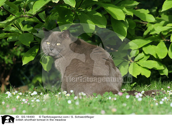 Britisch Kurzhaar Kater auf der Wiese / british shorthair tomcat in the meadow / SS-16480
