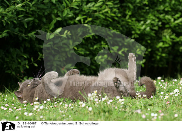 sich wlzende Katze / wallowing cat / SS-16487