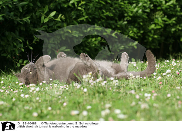 Britisch Kurzhaar Kater wlzende sich auf der Wiese / british shorthair tomcat is wallowing in the meadow / SS-16488