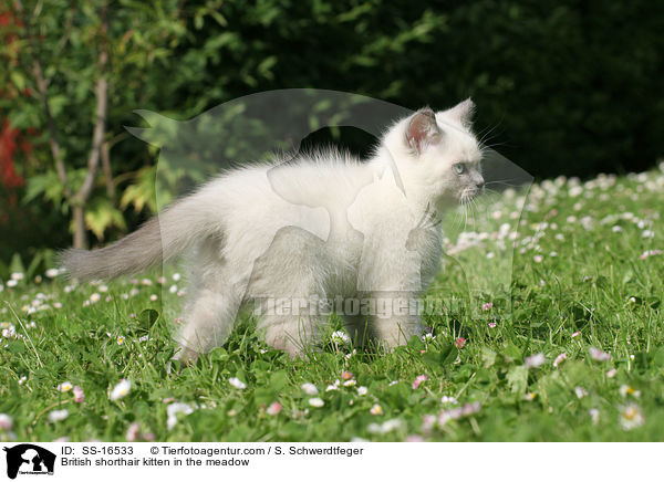 Britisch Kurzhaar Ktzchen auf der Wiese / British shorthair kitten in the meadow / SS-16533