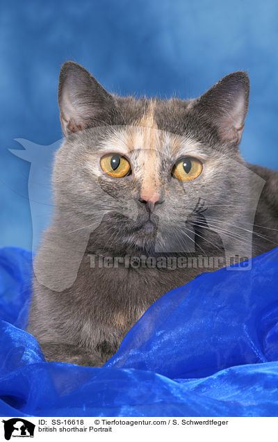 Britisch Kurzhaar Portrait / british shorthair Portrait / SS-16618