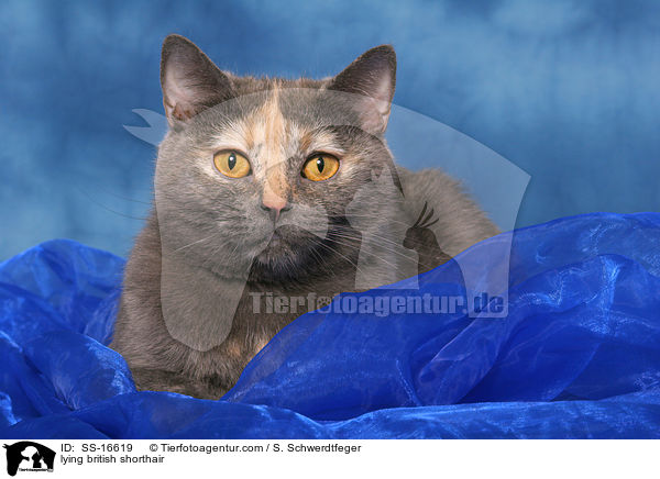 liegende Britisch Kurzhaar / lying british shorthair / SS-16619