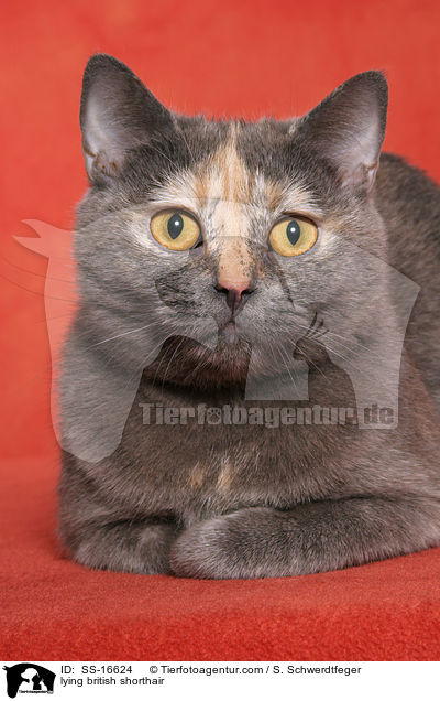 liegende Britisch Kurzhaar / lying british shorthair / SS-16624