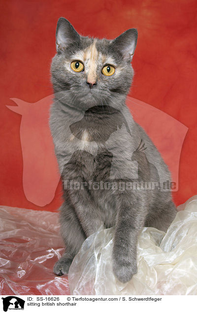 sitzende Britisch Kurzhaar / sitting british shorthair / SS-16626