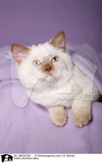 Britisch Kurzhaar Ktzchen / british shorthair kitten / RR-22783