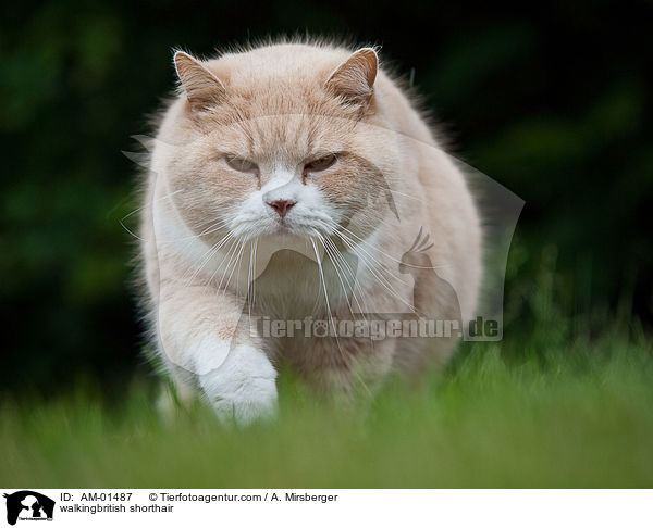 laufende Britisch Kurzhaar / walkingbritish shorthair / AM-01487