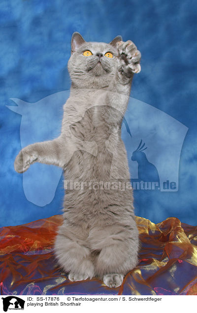 spielende Britisch Kurzhaar / playing British Shorthair / SS-17876
