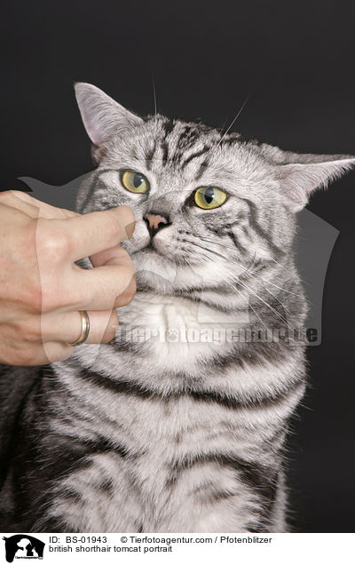 Britisch Kurzhaar Kater Portrait / british shorthair tomcat portrait / BS-01943