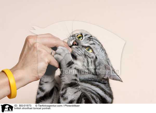 Britisch Kurzhaar Kater Portrait / british shorthair tomcat portrait / BS-01973