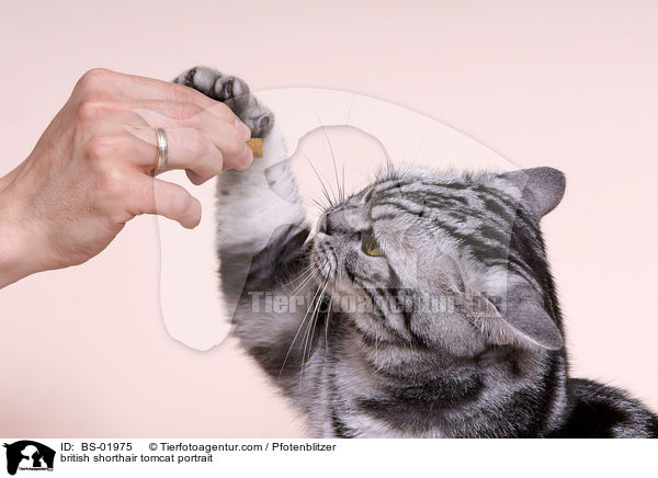 Britisch Kurzhaar Kater Portrait / british shorthair tomcat portrait / BS-01975