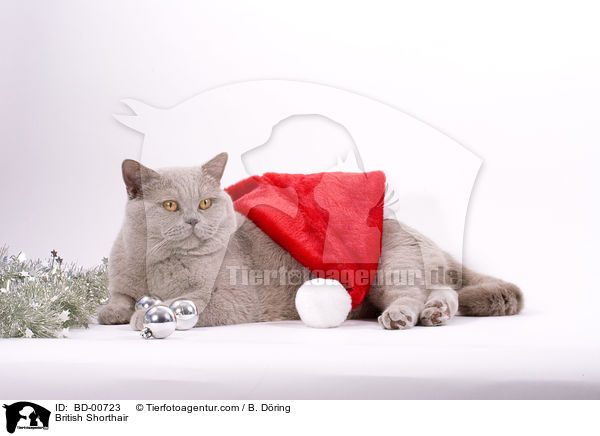 British Shorthair / BD-00723