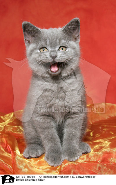 Britisch Kurzhaar Ktzchen / British Shorthair kitten / SS-18965