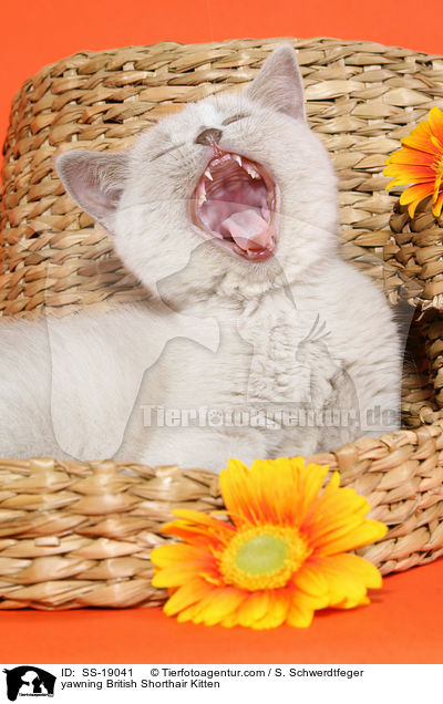 Britisch Kurzhaar Ktzchen / British Shorthair Kitten / SS-19041