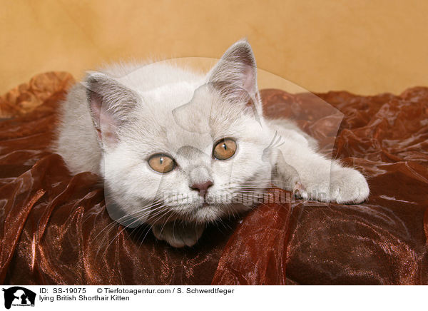 Britisch Kurzhaar Ktzchen / British Shorthair Kitten / SS-19075