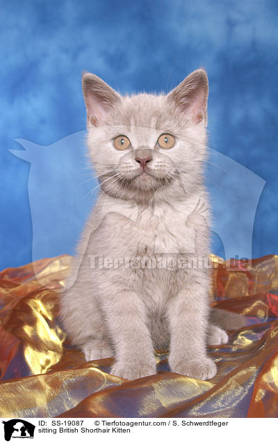 Britisch Kurzhaar Ktzchen / British Shorthair Kitten / SS-19087