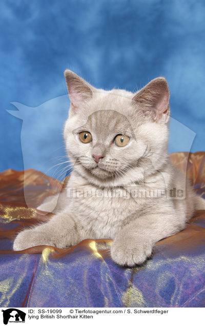 Britisch Kurzhaar Ktzchen / British Shorthair Kitten / SS-19099