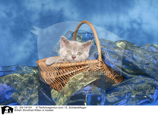 Britisch Kurzhaar Ktzchen / British Shorthair Kitten / SS-19104