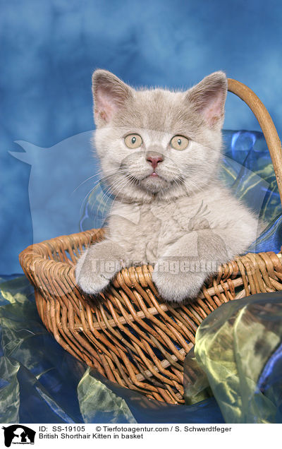 Britisch Kurzhaar Ktzchen / British Shorthair Kitten / SS-19105