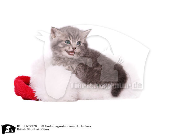 British Shorthair Kitten / JH-09378